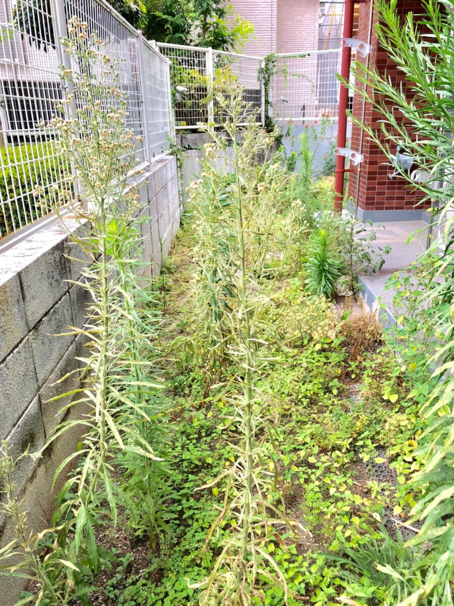 マンション　庭