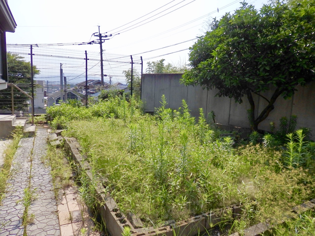 雑草が伸び放題になってしまったお庭