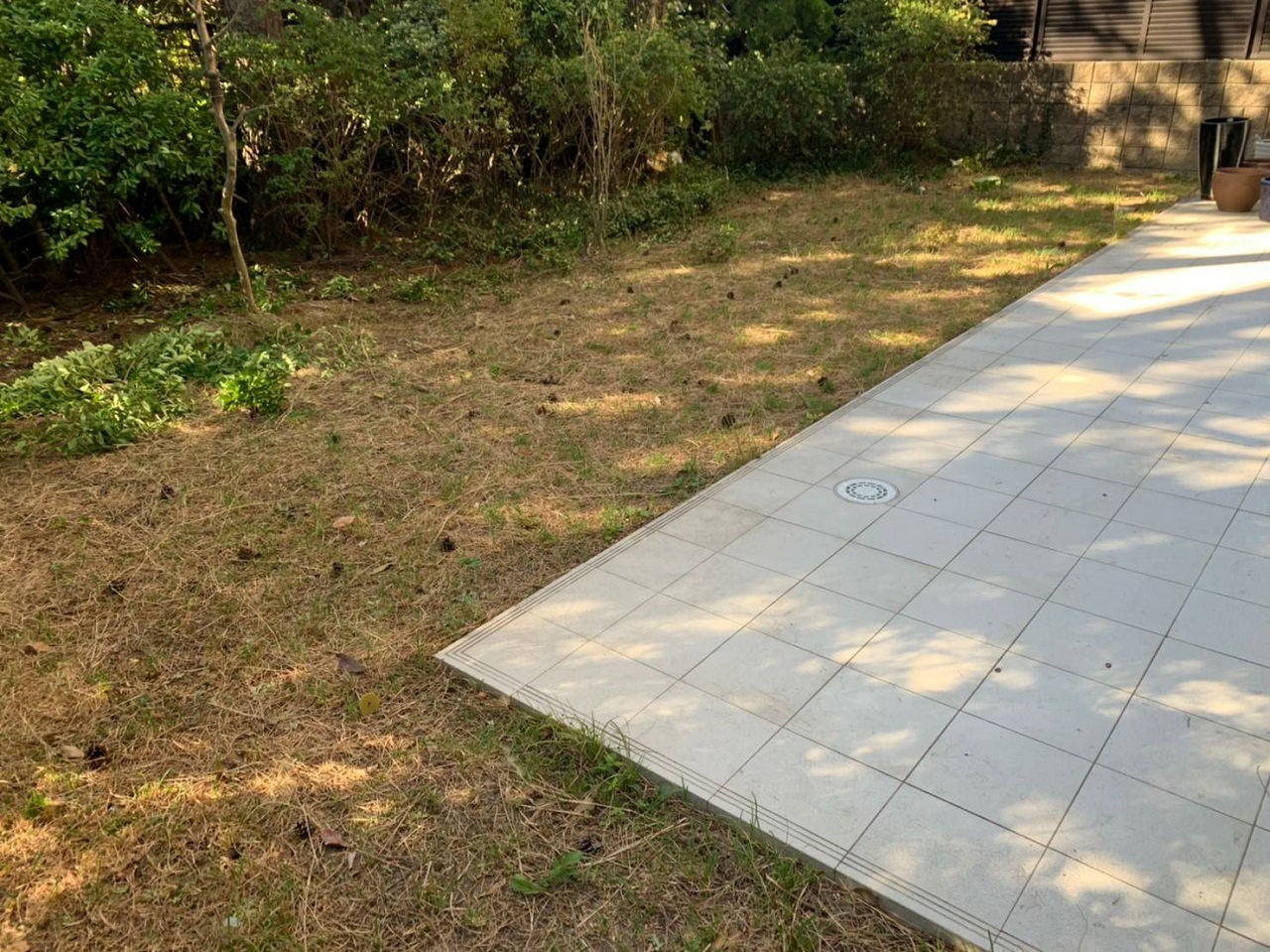 天然芝と雑草が入り混じるお庭